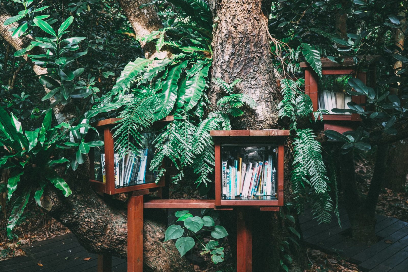 Libreria sull'albero