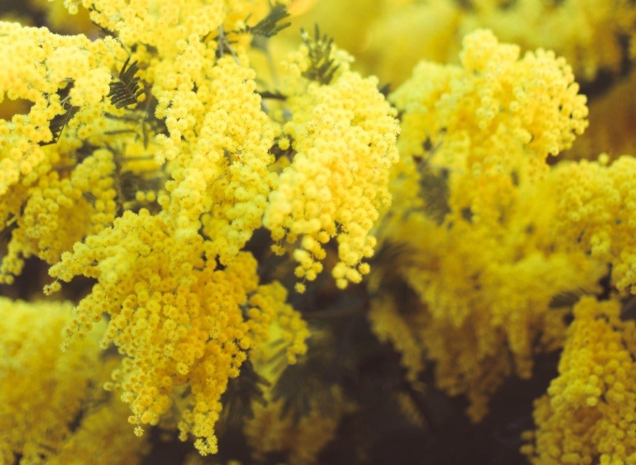 Mimose